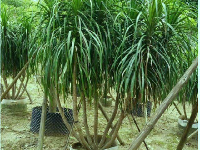 在家如何扦插龙血树和种植龙血树，从小树苗到大盆栽的故事