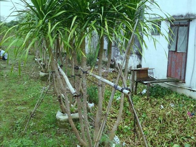 在家如何扦插龙血树和种植龙血树，从小树苗到大盆栽的故事