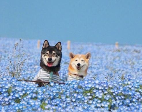 柴犬兄妹超可爱春日写真，每张照片都有故事，网友情侣头像get