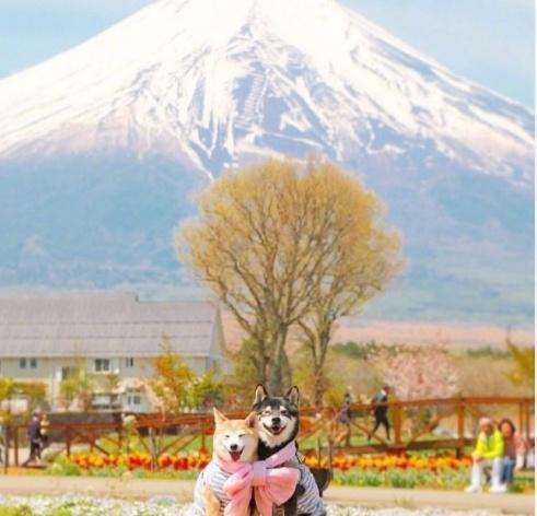 柴犬兄妹超可爱春日写真，每张照片都有故事，网友情侣头像get