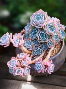 ​一个多肉花园的故事，多肉植物蓝石莲养护技巧及如何爆盆养护知识