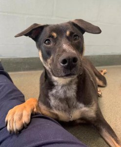 ​收容所里有一只会“隐形”的狗狗，它的故事让人心疼...