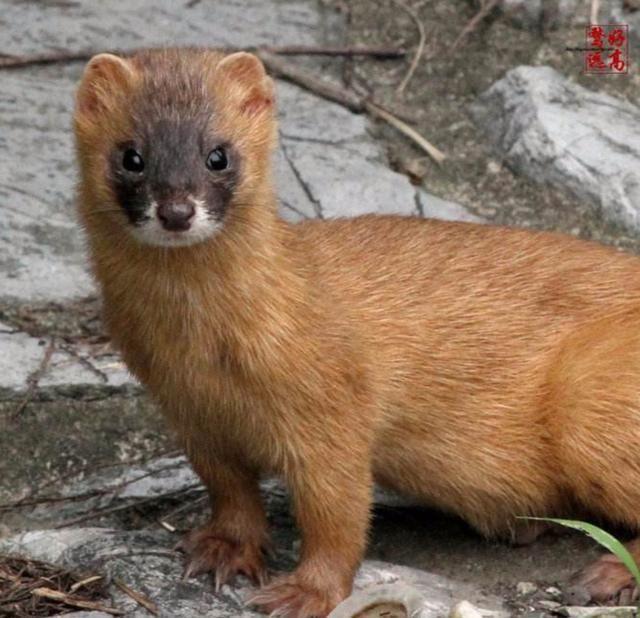 民间五仙为什么黄大仙最可怕，看完这几个真实的故事就明白了