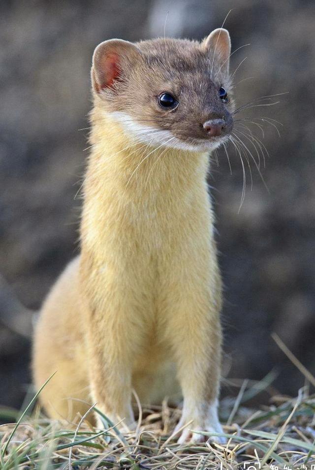 民间五仙为什么黄大仙最可怕，看完这几个真实的故事就明白了