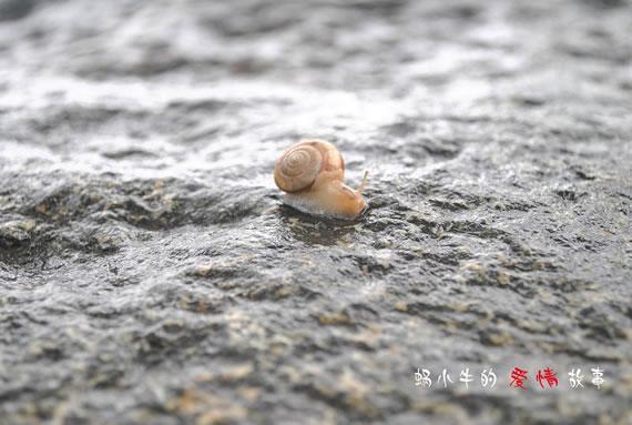 蜗小牛的爱情故事