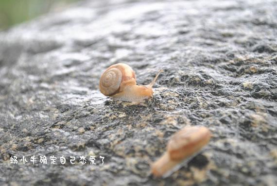 蜗小牛的爱情故事