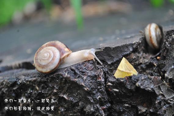 蜗小牛的爱情故事