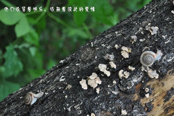 蜗小牛的爱情故事