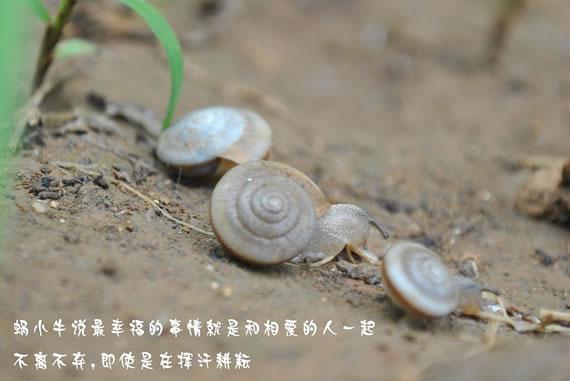 蜗小牛的爱情故事