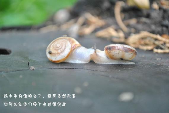 蜗小牛的爱情故事