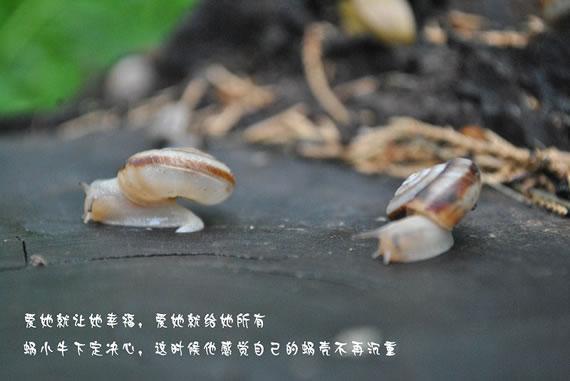 蜗小牛的爱情故事