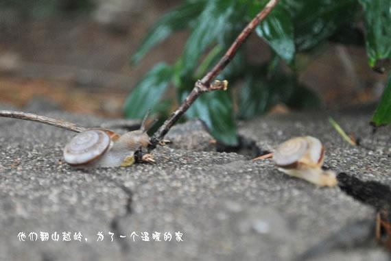 蜗小牛的爱情故事