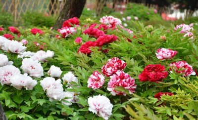 ​向世界讲好牡丹故事，菏泽牡丹国际传播论坛将于4月9日举行