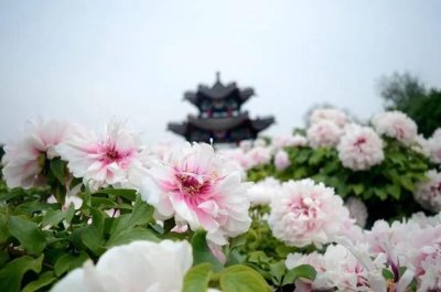 ​【向世界讲好牡丹故事】菏泽牡丹国际传播论坛，将于四月九日举行