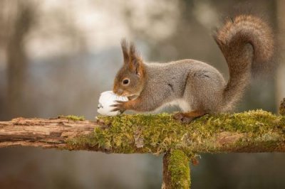 ​宠物寿命排名，寿命最长的宠物排行榜