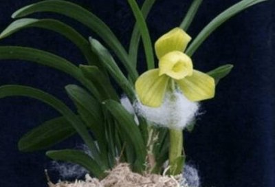 ​名贵的兰花品种排名前十 天逸荷第一名 金沙树菊暂居第二