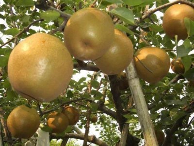 ​世界上最大的梨子是什么？洞冠梨最重可达3千克