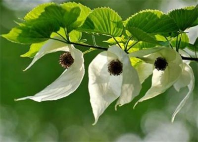 ​中国十大一级保护植物 排第一的是珙桐 水杉暂排第二