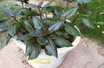 ​盘点十大生长速度最快的蔬菜 苦麦菜榜上有名 紫背菜荣登榜首