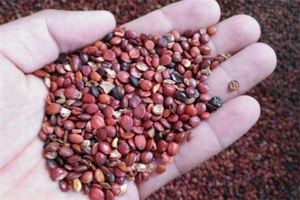 酸枣仁有副作用吗 酸枣仁哪些人不能喝 酸枣仁有副作用吗 酸枣仁哪些人不能喝