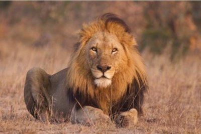 ​孤独、勇猛、狡猾、悲惨！世界上最著名的11大雄狮