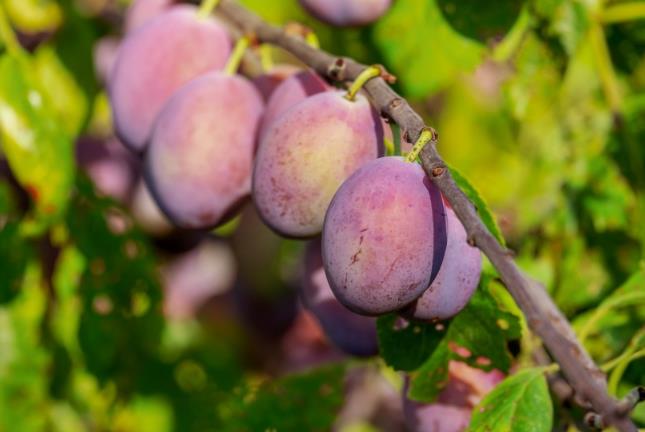 西梅干的功效与作用 一天吃几个西梅干治便秘 西梅干的功效与作用 一天吃几个西梅干治便秘