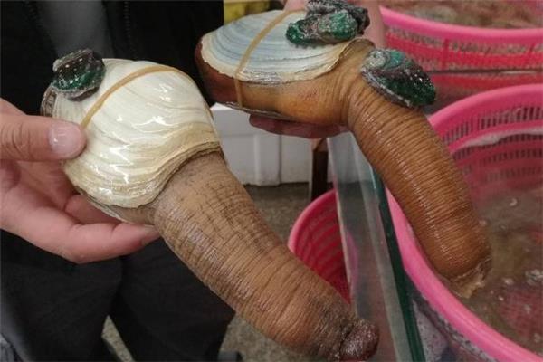 象拔蚌怎么杀 象拔蚌怎么做好吃 象拔蚌怎么杀 象拔蚌怎么做好吃