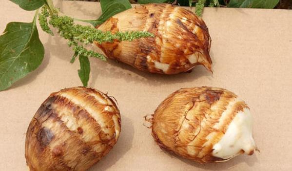 芋子的作用与功效与作用 芋子的作用与功效与作用禁忌 芋子的作用与功效与作用 芋子的作用与功效与作用禁忌