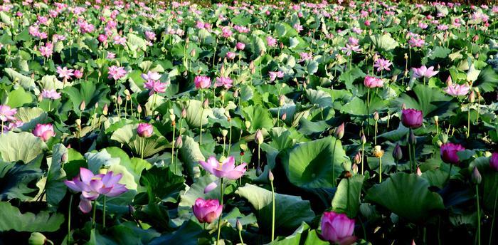 大通湖,江南最美的梦里水乡