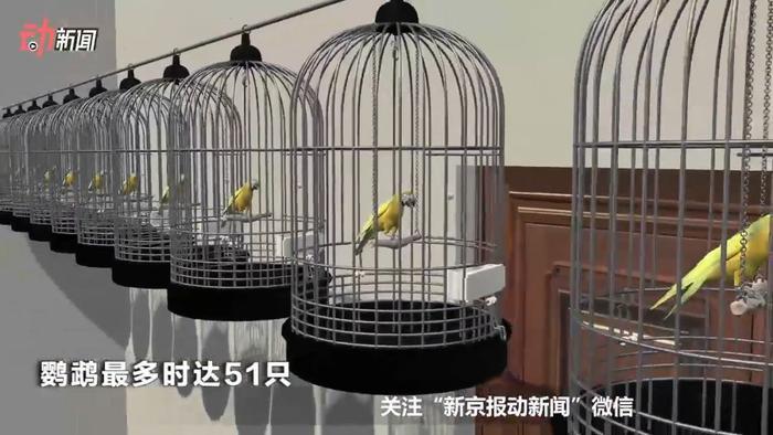 深圳鹦鹉案改判两年,王鹏最早46天后出狱