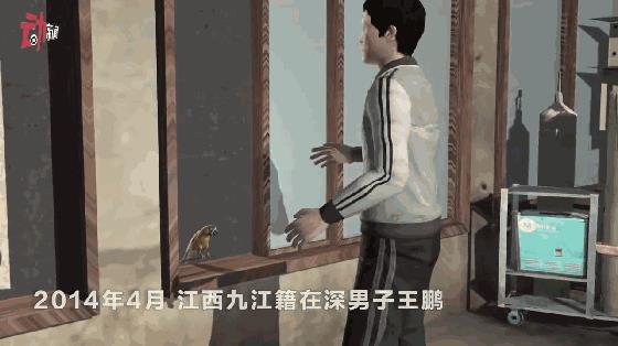 深圳鹦鹉案改判两年,王鹏最早46天后出狱
