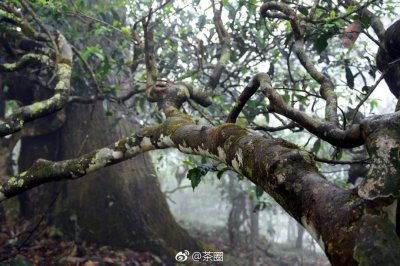 ​古茶树的特点