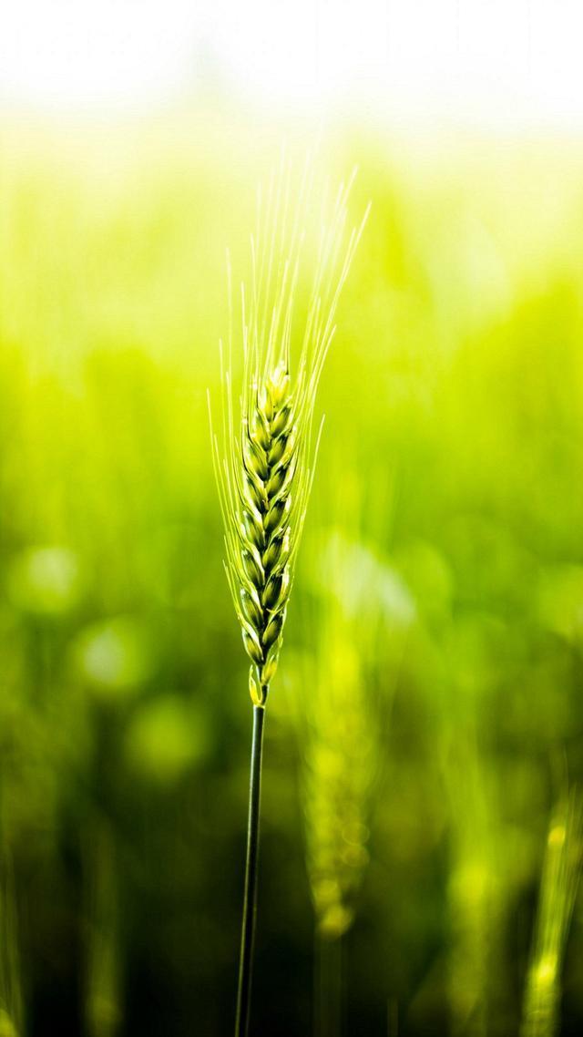 32张非常漂亮的微信7.0聊天背景图片大全 绿色护眼也适合做壁纸！