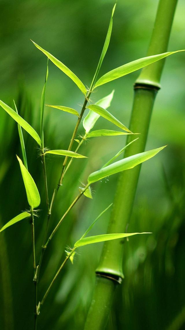 32张非常漂亮的微信7.0聊天背景图片大全 绿色护眼也适合做壁纸！