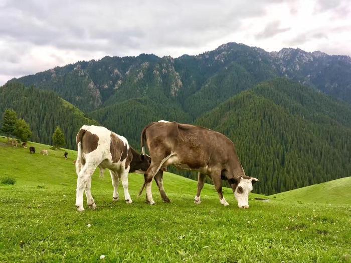 新疆最美的南山风景, 这里的景色让你流连忘返!