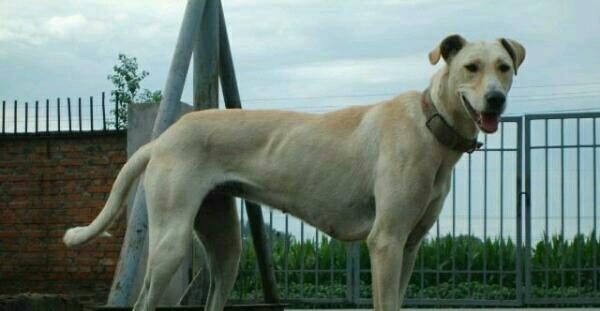 我国杀伤力最强大的细犬，也是世界上体型最大的细犬