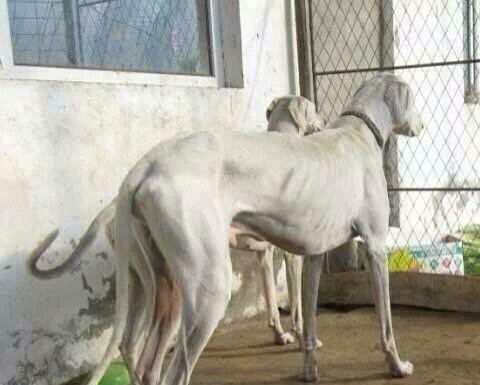 我国杀伤力最强大的细犬，也是世界上体型最大的细犬