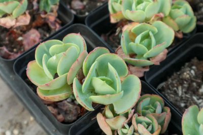 ​多肉夏天怎么晒太阳？