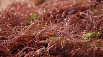 ​很多人都吃过的菜，却不知道它叫什么！山东人对它最熟悉！