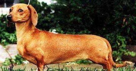 最适合看家护院的十种狗狗