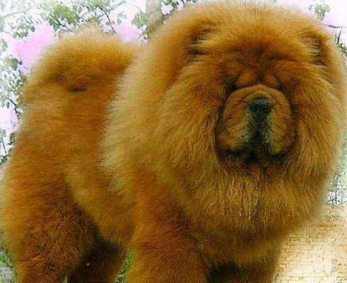 最适合看家护院的十种狗狗