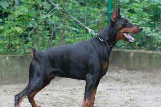 最适合看家护院的十种狗狗