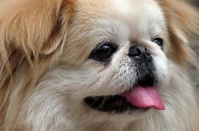 ​最适合看家护院的十种狗狗