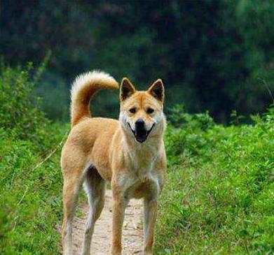 最适合看家护院的十种狗狗