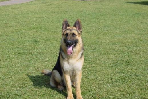 最适合看家护院的十种狗狗