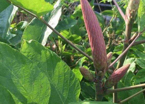 此草南方最常见，人称“虎尾轮”，煲汤味道一绝，价值15元一斤