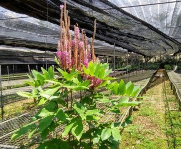 ​此草南方最常见，人称“虎尾轮”，煲汤味道一绝，价值15元一斤