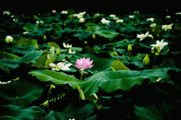 活在当下就是最大的幸福！（句句戳心）