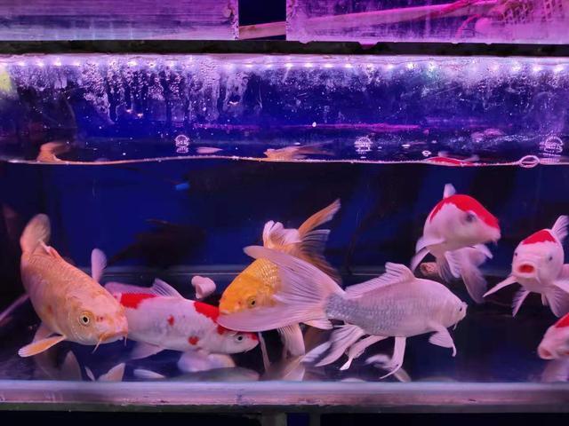 招财鱼的红斑病，鱼店老板说根本不用治，事实真的如此吗？