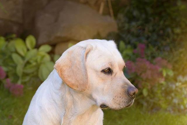 什么狗比较好养？八种好养的狗狗，你喜欢哪一种